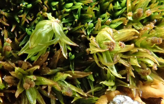 Ulota phyllantha